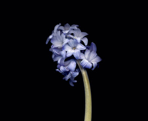 Hyacinth one on a black background.