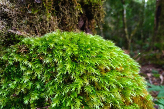 Tree branches all covered by linchen and vibrant green moss after rain.