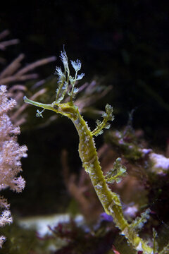 Ribboned pipefish, ribboned pipehorse, ribboned seadragon (Haliichthys taeniophorus).