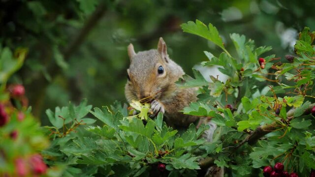 Squirrel on a tree eating red berries