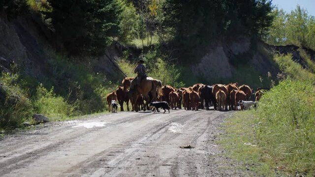 A cowboy on a horse driving a herd of cattle with shepherds on a dirt road