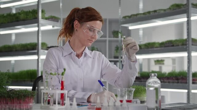 genetically modified studies, smiling laboratory assistant drips reagent into test tube with seedling sprouts to study reaction of micro green sitting in laboratory, smiling and looking at camera