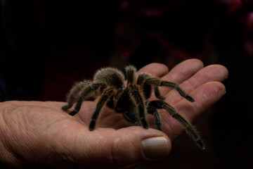 Brazilian salmon pink bird-eating tarantula (Lasiodora parahybana).