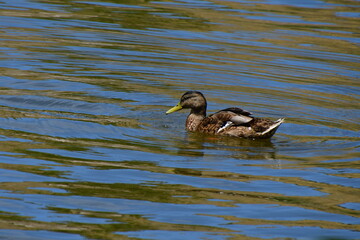 Fototapeta premium PATOS EN EL RIO TAJO