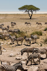 Fototapeta na wymiar Etosha Zebra