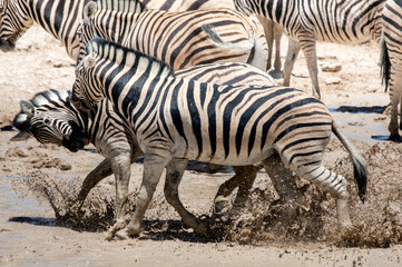 Fototapeta na wymiar Fighting Zebra