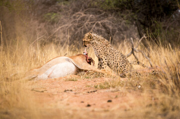 Cheetah kill