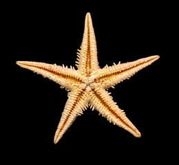 starfish on a black background