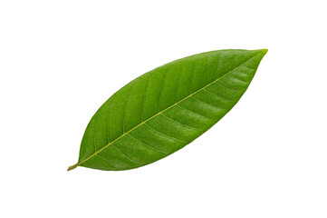 Green leaf isolated on white