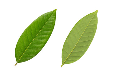Green leaf isolated on white