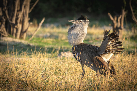 Kori Bustard in display