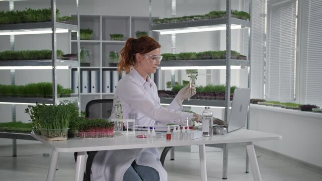 biological laboratory, female biologist conducts research with seedlings in test tubes and records observations in laptop while sitting in greenhouse backdrop of shelves with micro green