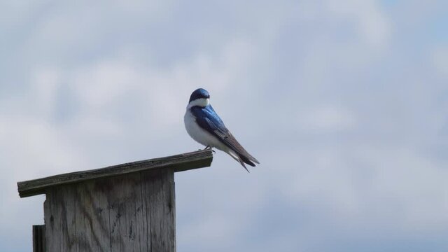 A tree swallow standing on a wooden bird feeder