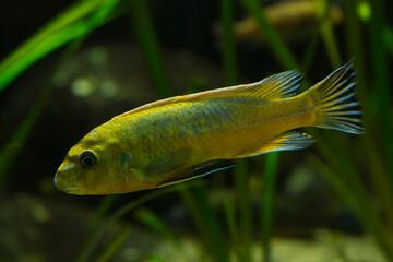 The scrapermouth mbuna (Labeotropheus trewavasae).