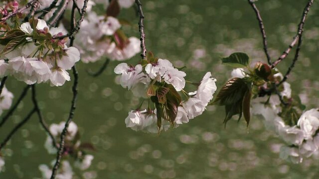 水辺の葉桜　クローズアップ
