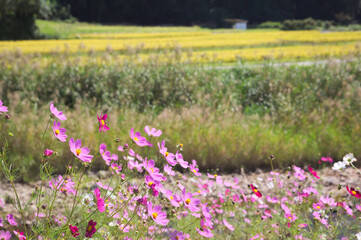 収穫前の稲と傍らに咲くコスモス
