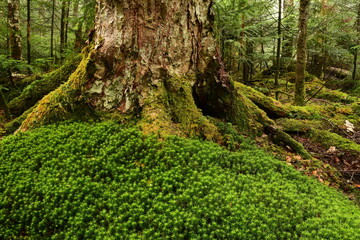 Green mossy forest in Nagano Prefecture, Japan.