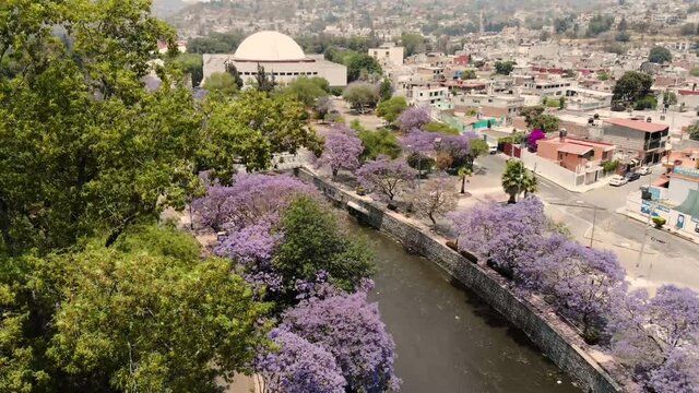Jacarandas en Tlaxcala Mexico