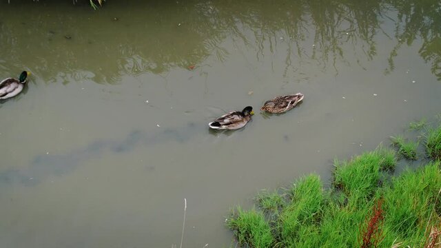 Two ducks fighting each other in a pond