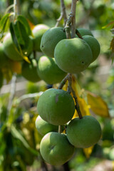 Sapote fruits on a tree