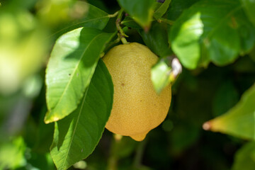 Lemon on a tree