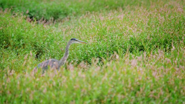 Great blue heron in a field of green grass and pink flowers