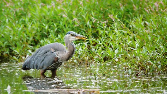A great blue heron catching a small fish in a pond