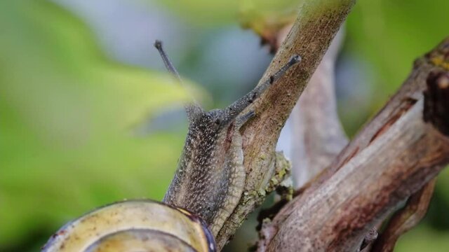 A snail crawling on a grapevine