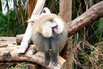 Male royal baboon with long hair and superior lead posture