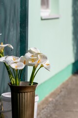 Bouquets of white calla lilies in a vase near the gate of the house for sale