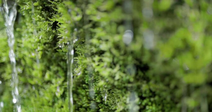 Green moss with water stream