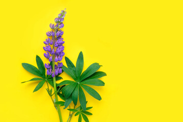 Hello summer concept. One violet lupine top view on yellow background. Composition of wild purple blue flowers. Flat lay, copy space.