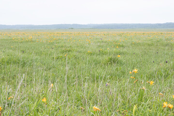 Community of daylilies at Biwase, Hamanaka, Hokkaido