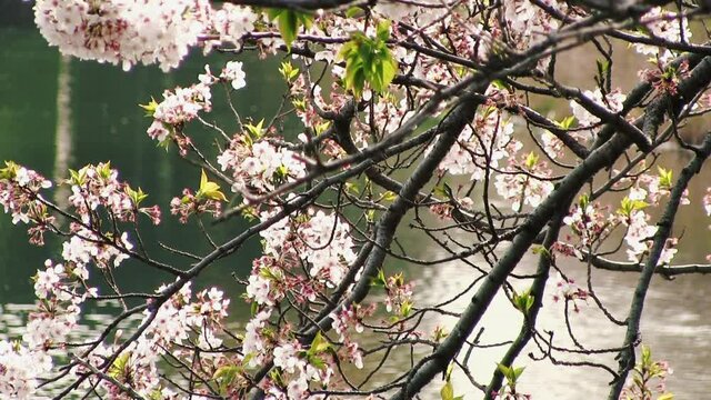 水辺で風に揺れる葉桜