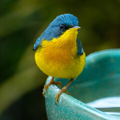 Tropical Parula (Setophaga pitiayumi) is a small New World warbler. It is a small passerine bird.