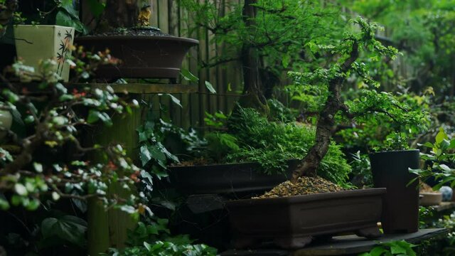 General view of multiple green bonsai trees in garden display