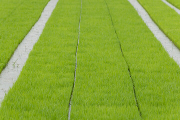 Rice seedling growing in the rice field