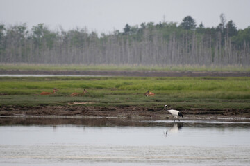 Red-crowned crane and hokkaido sika deer at Lake Furen