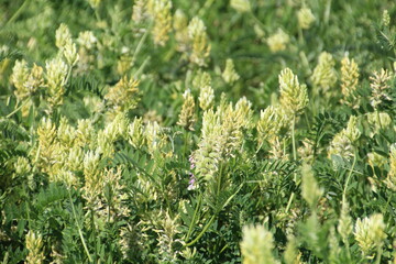 Wetlands In Bloom, Pylypow Wetlands, Edmonton, Alberta