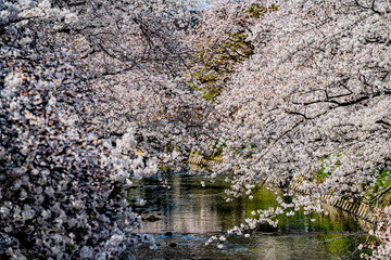 Fototapeta na wymiar 五条川の満開の桜