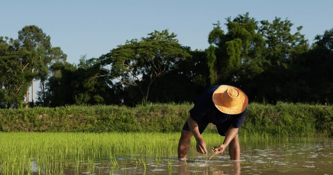 Asian farmer male is planting rice in flooded field