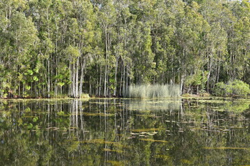 reflections of trees and rushes in quiet lake