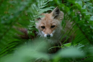 Naklejka premium Ezo red fox hiding in bush