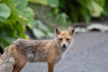 Ezo red fox holding mouse in mouth