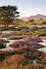 Sand dunes and wildflowers at Sossusvlei, Namib-Naukluft Park, Namibia © Michele Burgess