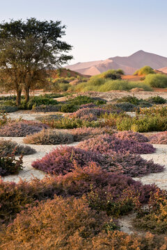 Sand dunes and wildflowers at Sossusvlei, Namib-Naukluft Park, Namibia