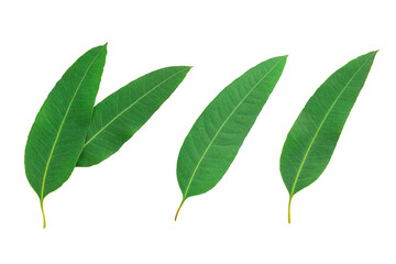 Set of Eucalyptus leaves isolated on white background