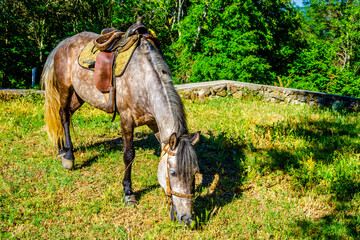 A horse under a saddle eats grass on a green lawn.
