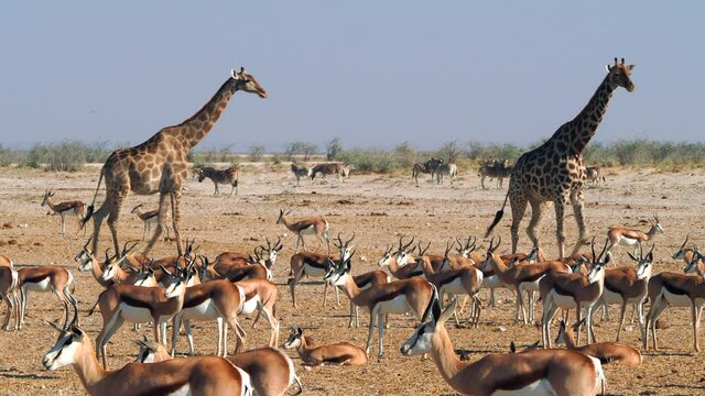 Wild animals congregate near a waterhole in Etosha National Park, northern Namibia, Africa.