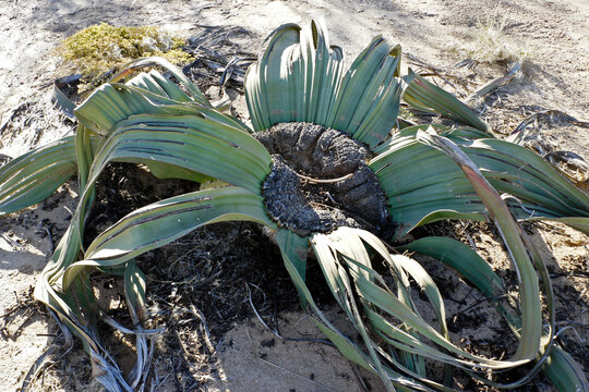 Welwitschia mirabilis plant in Namib-Naukluft National Park, Namibia